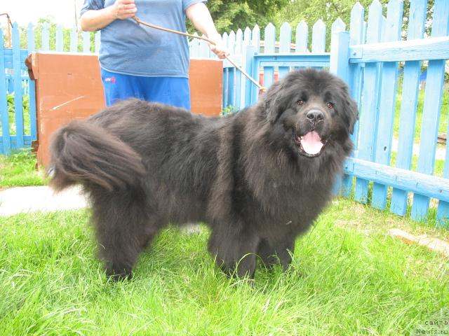 Фото: ньюфаундленд Ольбар де Зор Идилия