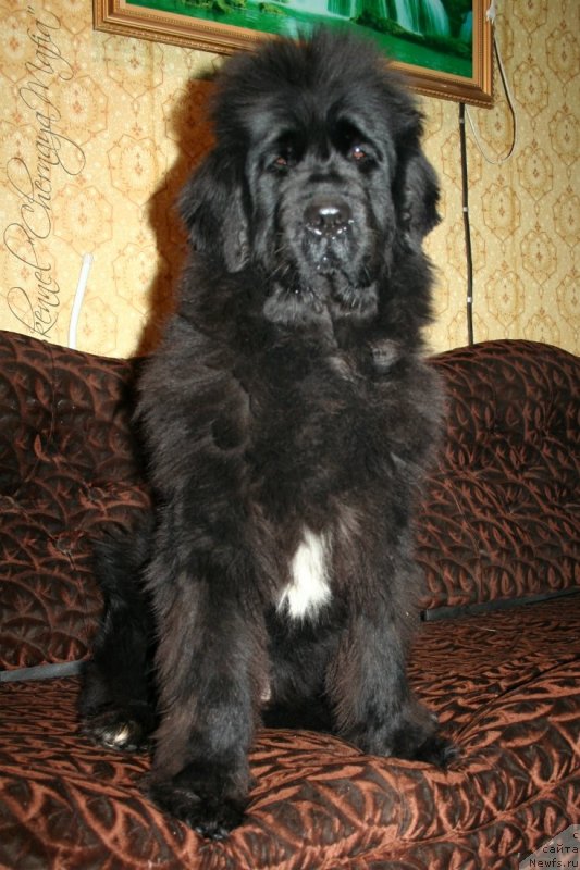 Фотография № 146442