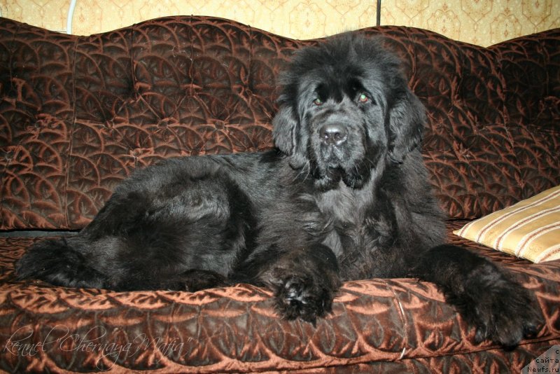 Фотография № 146443