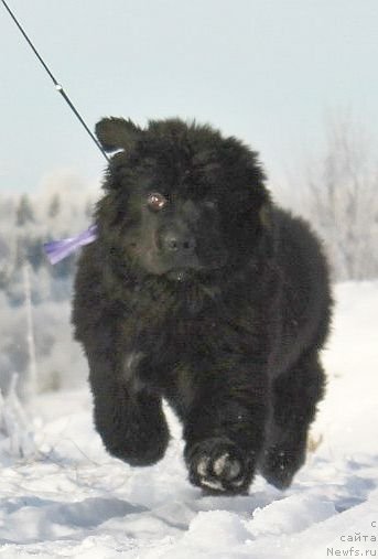 Фото: ньюфаундленд Дар Свезы Юника Сагитта (Dar Svezy Unika Sagitta)