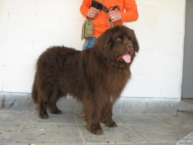 Фото: ньюфаундленд Ольбар де Зор Ирон