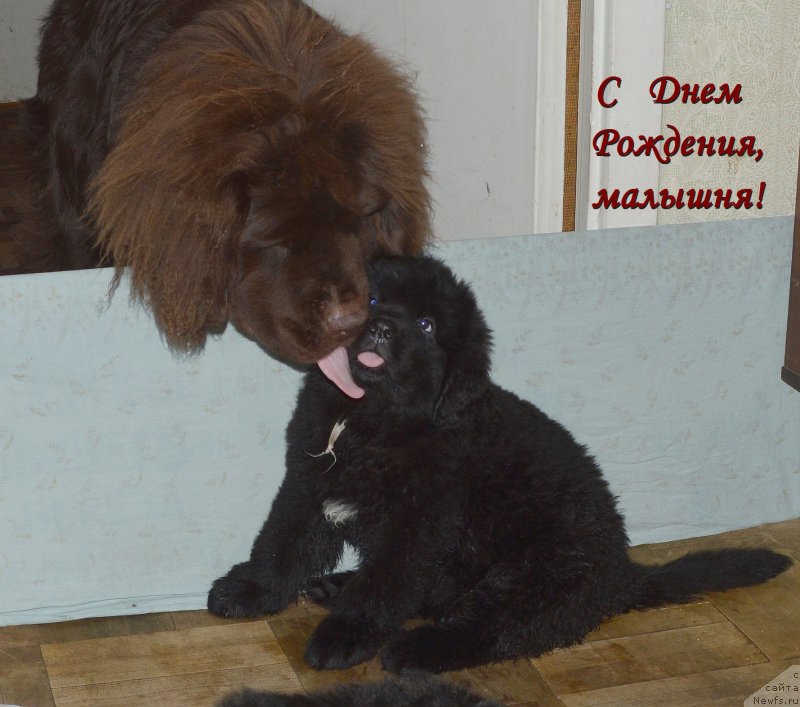 Фото: ньюфаундленд I Follow The Sun de L'Etoile de Cyrice, ньюфаундленд Смигар Удельный Князь Снегодар