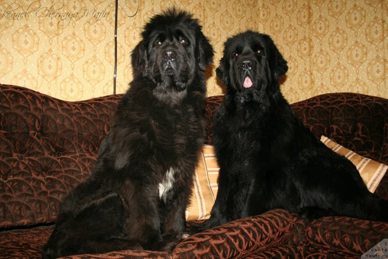 Фотография № 146472