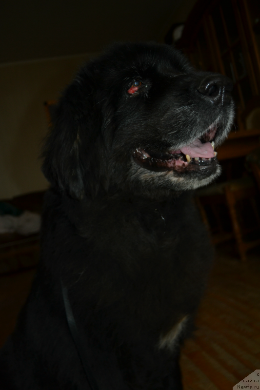 Фотография № 146479