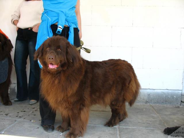 Фото: ньюфаундленд Ольбар де Зор Ирга