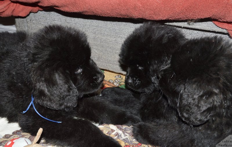 Фото: ньюфаундленд Смигар Умница Разумница