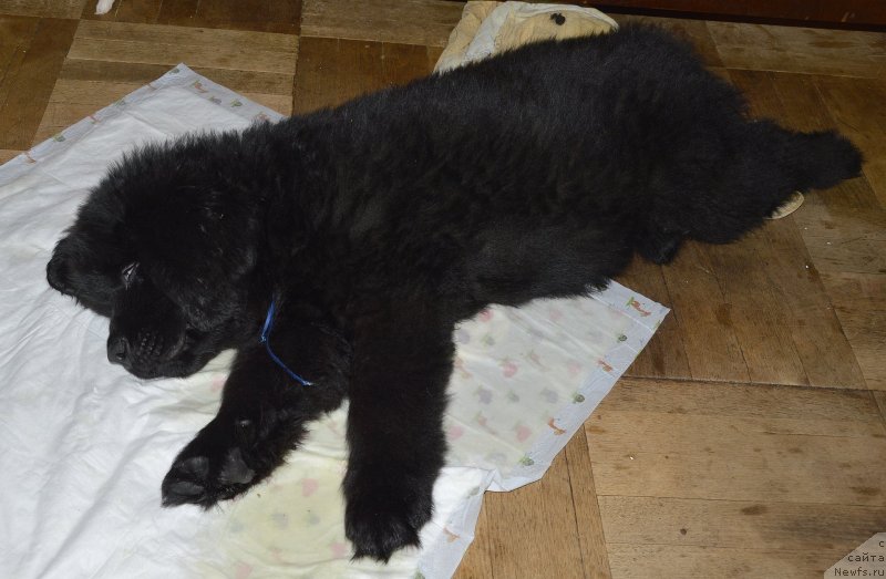 Фото: ньюфаундленд Смигар Умница Разумница