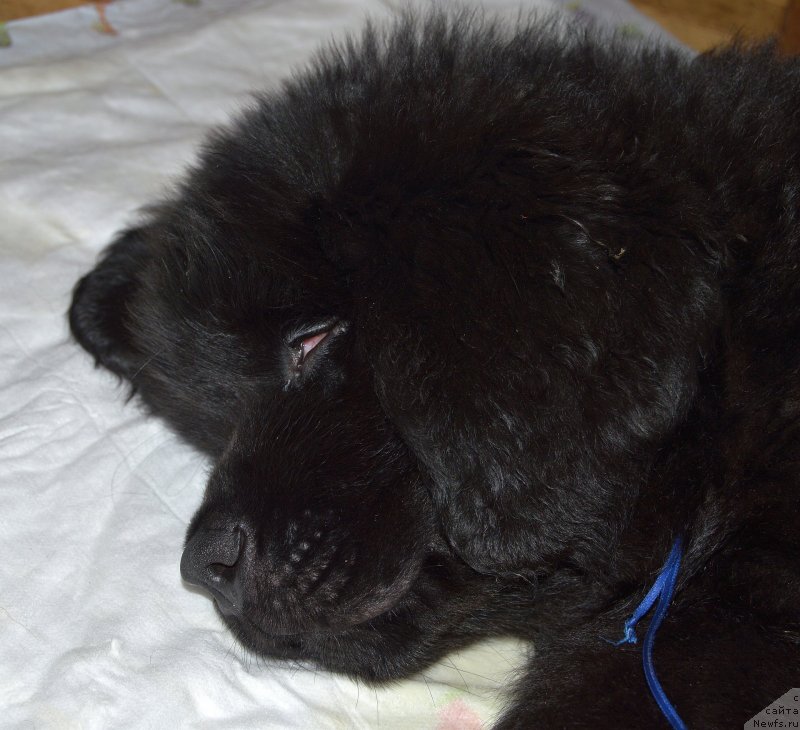 Фото: ньюфаундленд Смигар Умница Разумница