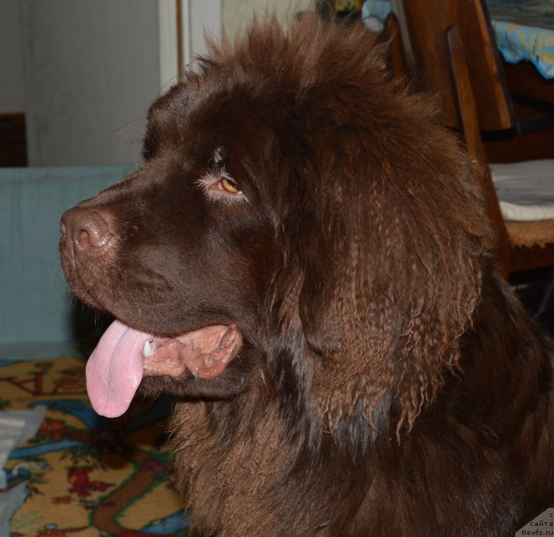 Фото: ньюфаундленд I Follow The Sun de L'Etoile de Cyrice