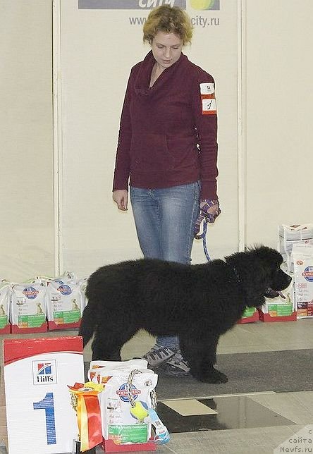 Фото: ньюфаундленд Дар Свезы Юника Сагитта (Dar Svezy Unika Sagitta)