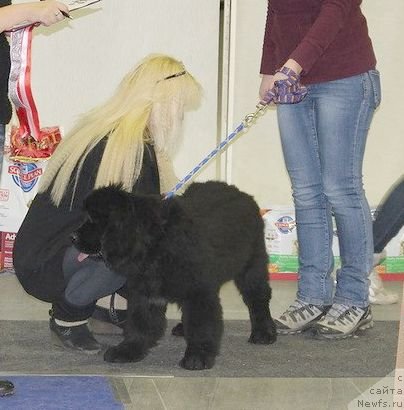 Фото: ньюфаундленд Дар Свезы Юника Сагитта (Dar Svezy Unika Sagitta)
