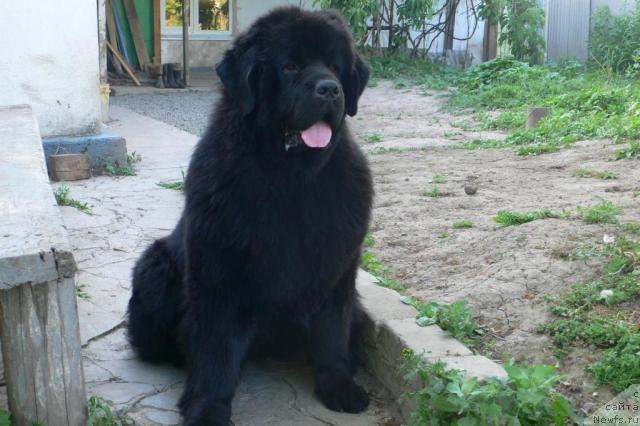 Фото: ньюфаундленд Супер Премиум Амелия Экшен