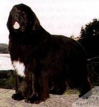 Фото: ньюфаундленд Toppoloppos Birdy for Angelhouse