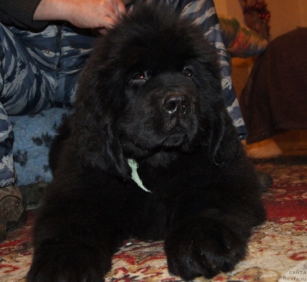 Фото: ньюфаундленд Супер Бизон Лаззаро