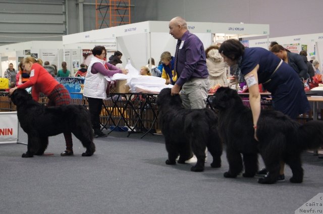 Фото: ньюфаундленд Акватория Келвин Черная Феерия, ньюфаундленд Акватория Келвин Шамони, ньюфаундленд Акватория Келвин Шарлиз (Aquatoriya Kelvin Sharliz)