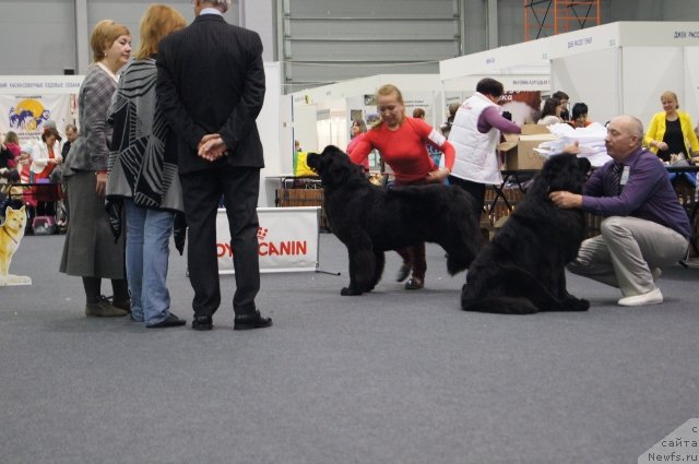 Фото: ньюфаундленд Акватория Келвин Шамони, ньюфаундленд Акватория Келвин Шарлиз (Aquatoriya Kelvin Sharliz)