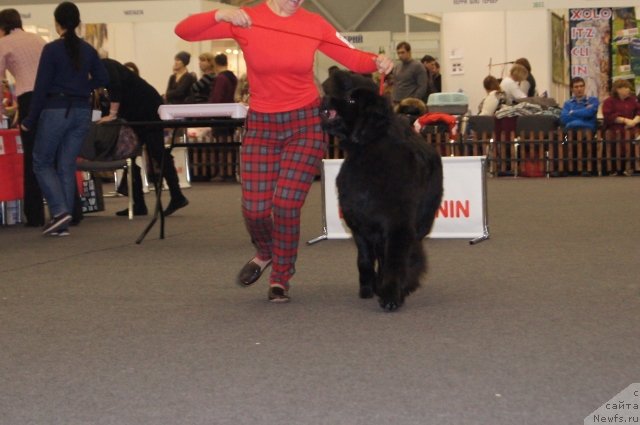 Фото: ньюфаундленд Акватория Келвин Шамони