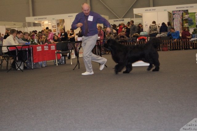 Фото: ньюфаундленд Акватория Келвин Шарлиз (Aquatoriya Kelvin Sharliz)