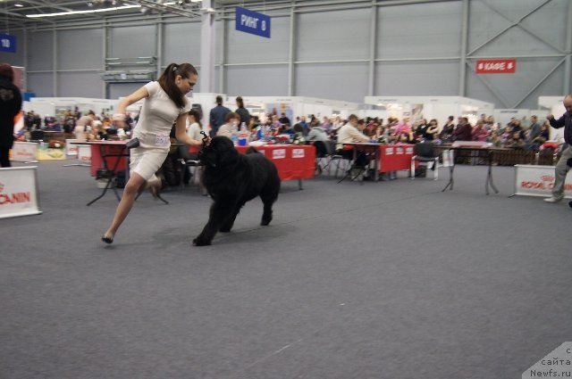 Фото: ньюфаундленд Питерньюф Чивас Регал