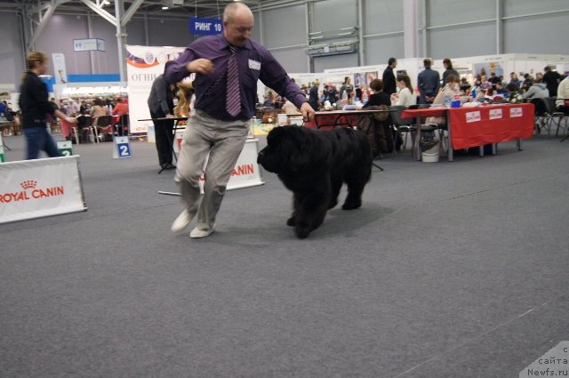 Фото: ньюфаундленд Симбад Покоритель Морей