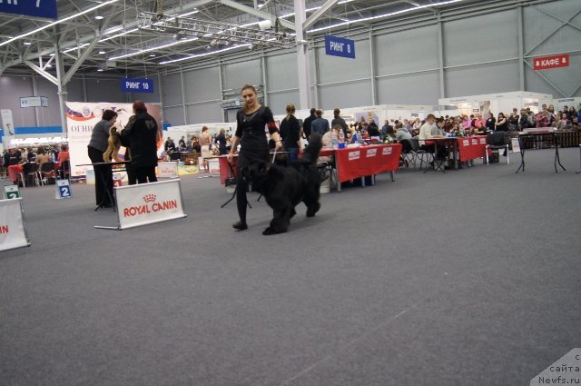 Фото: ньюфаундленд Юпитер Царь Богов от Сибирского Медведя (Yupiter Tsar Bogov ot Sibirskogo Medvedja)