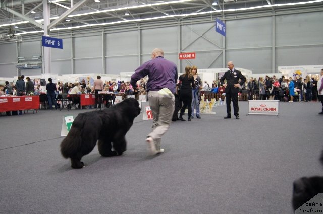 Фото: ньюфаундленд Симбад Покоритель Морей