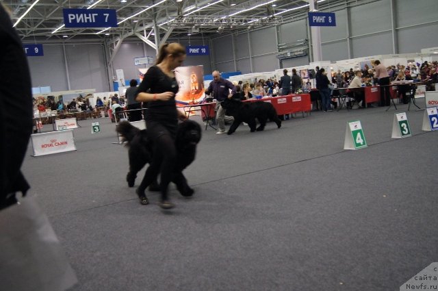 Фото: ньюфаундленд Юпитер Царь Богов от Сибирского Медведя (Yupiter Tsar Bogov ot Sibirskogo Medvedja), ньюфаундленд Симбад Покоритель Морей