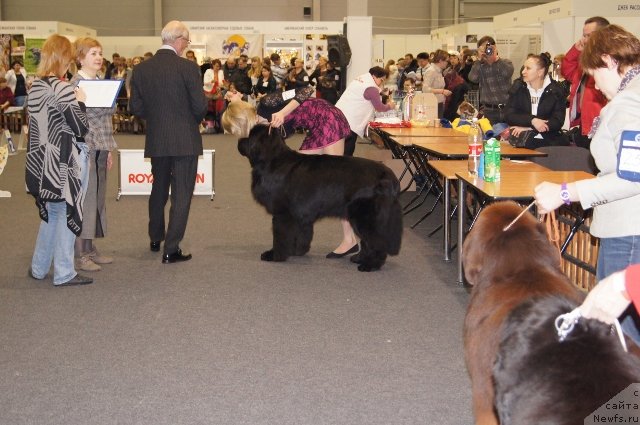 Фото: ньюфаундленд На Гребне Волны Кубок Мира