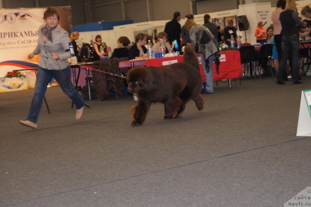 Фото: ньюфаундленд Акватория Келвин Редс Бегин энд Вин (Aquatoriya Kelvin Reds Begin and Win)