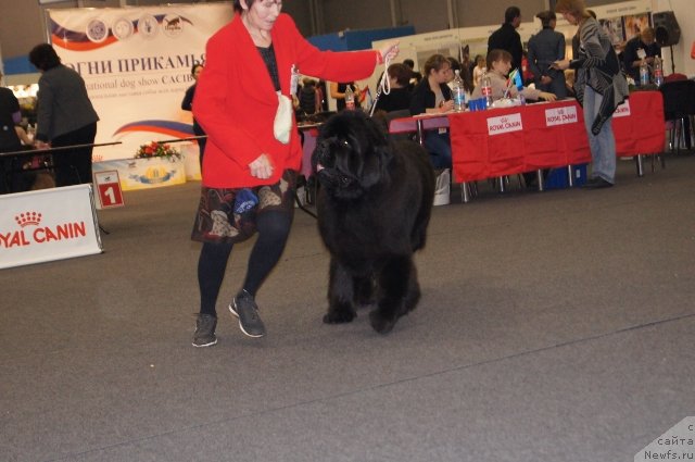 Фото: ньюфаундленд Ньюфорт Фидель (Njufort Fidel)