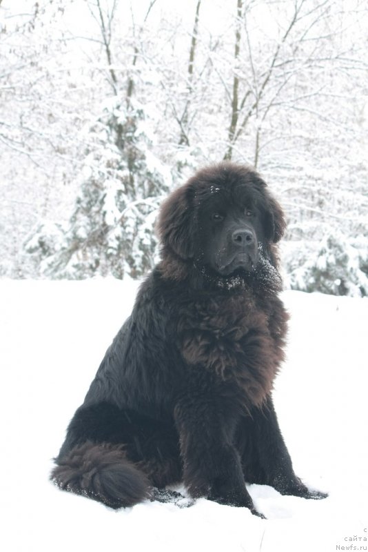 Фото: ньюфаундленд Ром Кубинский Кара Дениз (Rom Kubinskiy Kara Deniz)