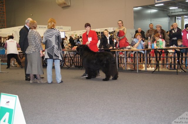 Фото: ньюфаундленд Ньюфорт Фидель (Njufort Fidel)