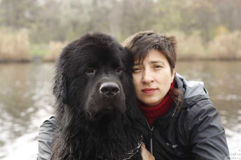 Фото: ньюфаундленд Ром Кубинский Кара Дениз (Rom Kubinskiy Kara Deniz)