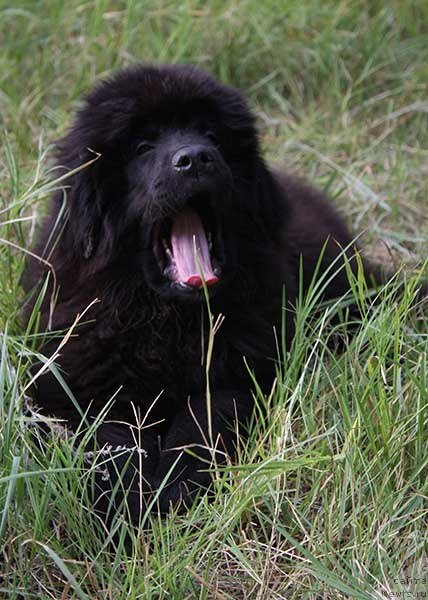 Фото: ньюфаундленд Ром Кубинский Кара Дениз (Rom Kubinskiy Kara Deniz)