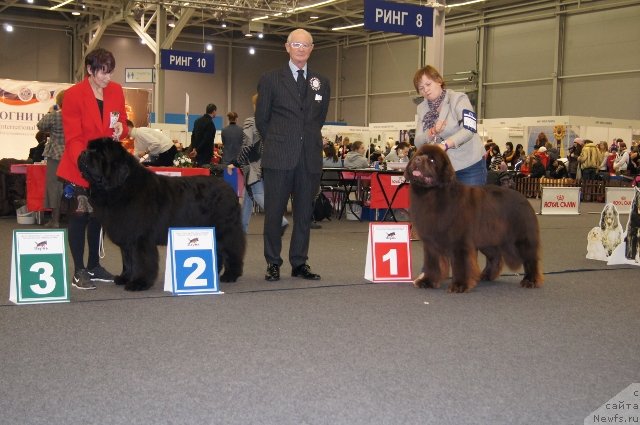Фото: ньюфаундленд Ньюфорт Фидель (Njufort Fidel), ньюфаундленд Акватория Келвин Редс Бегин энд Вин (Aquatoriya Kelvin Reds Begin and Win)