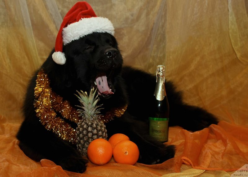 Фото: ньюфаундленд Ром Кубинский Кара Дениз (Rom Kubinskiy Kara Deniz)