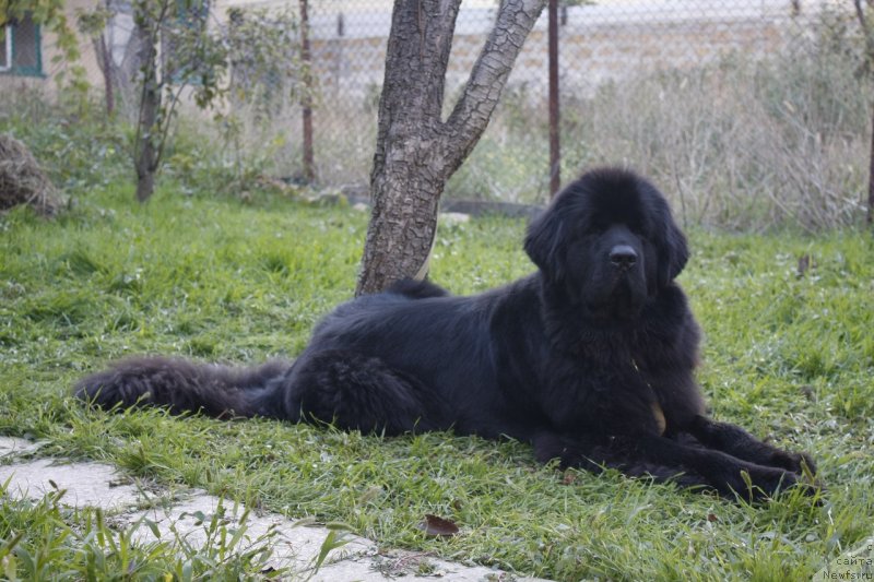 Фото: ньюфаундленд Анджело Орсо Ариадна (Angelo Orso Ariadna)