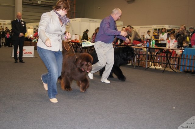 Фото: ньюфаундленд Симбад Покоритель Морей, ньюфаундленд Акватория Келвин Редс Бегин энд Вин (Aquatoriya Kelvin Reds Begin and Win)