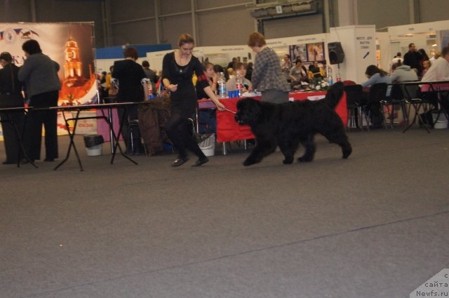 Фото: ньюфаундленд Акватория Келвин Фиона (Aquatoriya Kelvin Fiona)