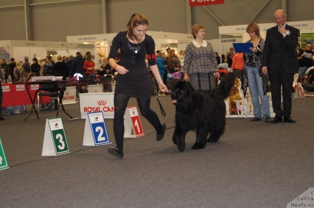Фото: ньюфаундленд Акватория Келвин Фиона (Aquatoriya Kelvin Fiona)