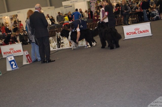 Фото: ньюфаундленд Сент Джонс Гламур Леди (Sent Djons Glamour Lady), ньюфаундленд Акватория Келвин Фиона (Aquatoriya Kelvin Fiona)