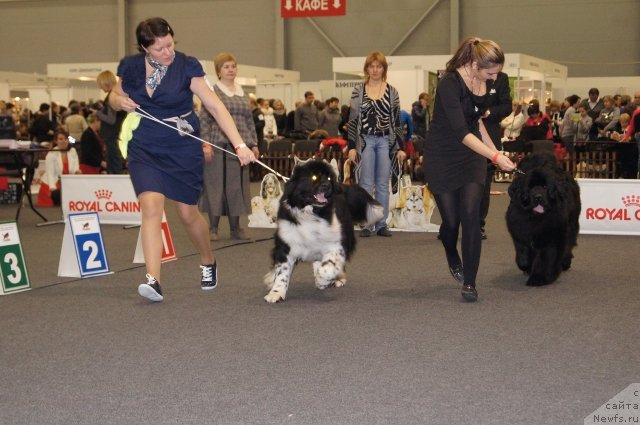 Фото: ньюфаундленд Сент Джонс Гламур Леди (Sent Djons Glamour Lady), ньюфаундленд Акватория Келвин Фиона (Aquatoriya Kelvin Fiona)