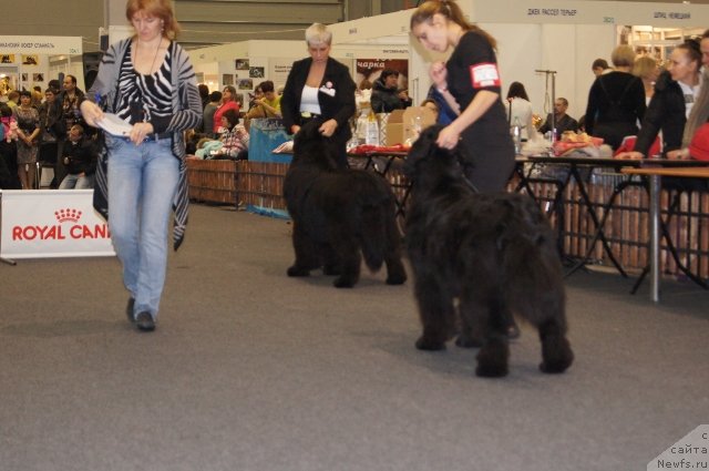 Фото: ньюфаундленд Deep Love I'm Sensation, ньюфаундленд Акватория Келвин Фиона (Aquatoriya Kelvin Fiona)