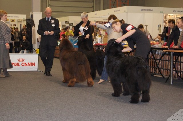 Фото: ньюфаундленд Акватория Келвин Редс Бегин энд Вин (Aquatoriya Kelvin Reds Begin and Win), ньюфаундленд Deep Love I'm Sensation, ньюфаундленд Акватория Келвин Фиона (Aquatoriya Kelvin Fiona)