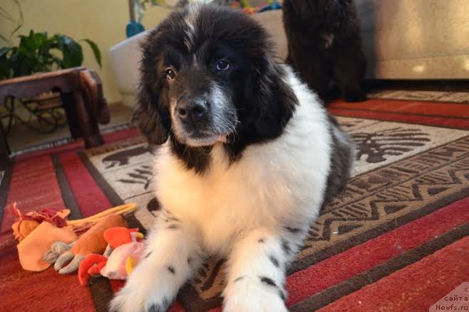 Фото: ньюфаундленд Флюфи Аваланч Пуговка