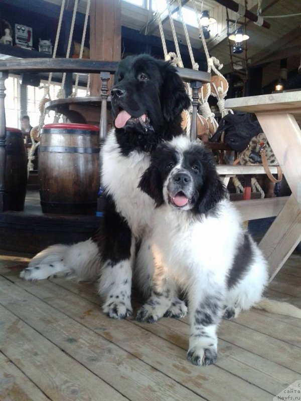 Фотография № 146552