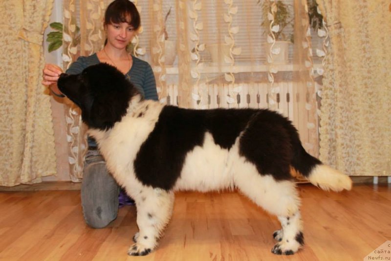 Фотография № 146553