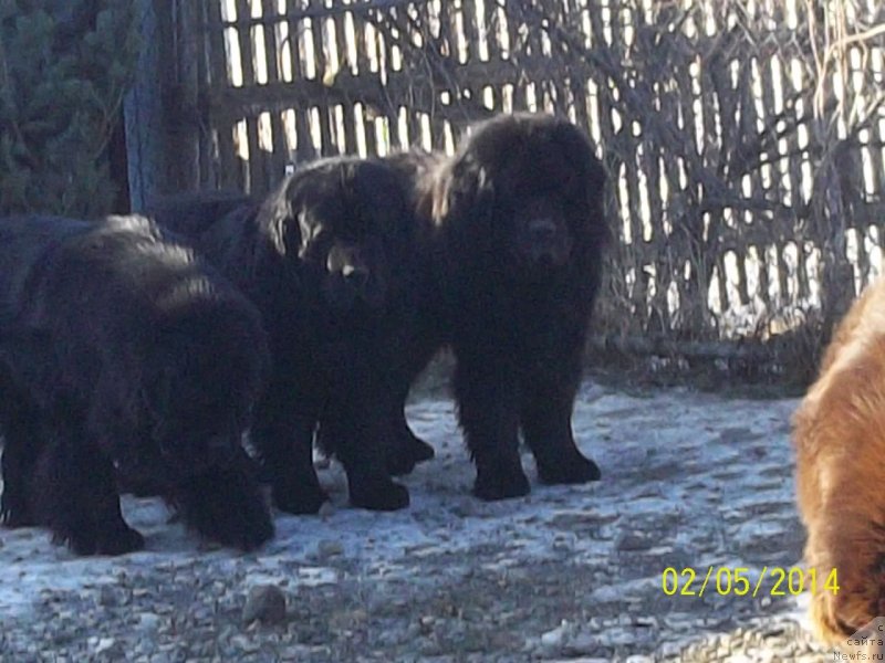 Фото: ньюфаундленд Виски Ред Лейбл Вепс (Viski Red Label Veps), ньюфаундленд Вито Качо Ферл (Vito Kacho Ferl), ньюфаундленд Супер Премиум Микадо (Super Premium Mikado)