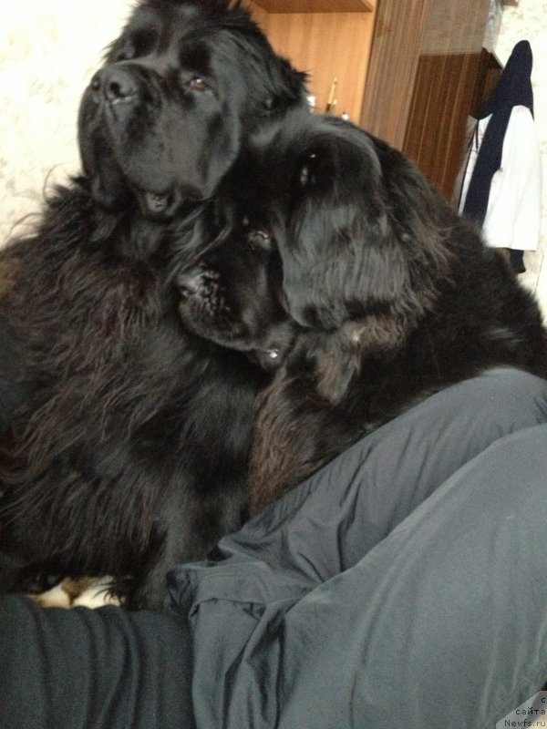 Фото: ньюфаундленд Топтыжка Спящая Красавица, ньюфаундленд Топтыжка Диадема из Черного Жемчуга