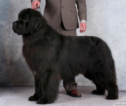 Фотография № 146604